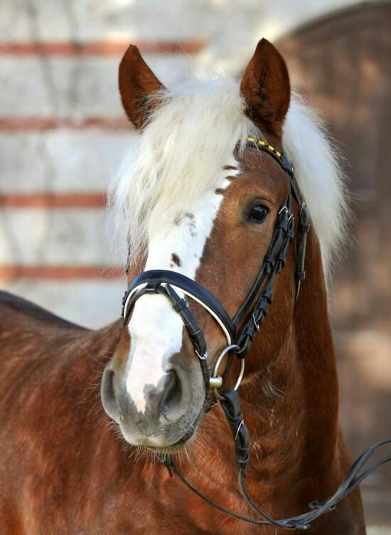 Black Forest Horse